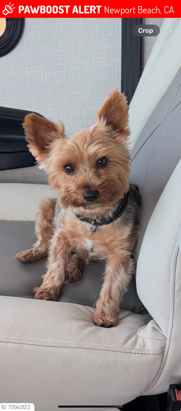 Lost Male Dog last seen Newport Dunes Waterfront Resort & Marina, Newport Beach, CA 92660