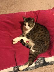 Lost Male Cat last seen Claudia Drive, Columbia, SC 29223