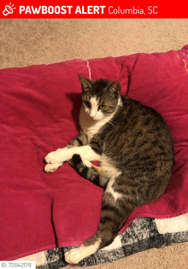 Lost Male Cat last seen Claudia Drive, Columbia, SC 29223