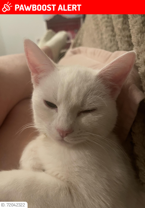 Lost Female Cat last seen Huncote, Huncote, England LE9