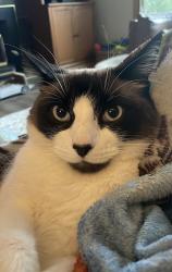 Lost Male Cat last seen Millers road/manor , Sherwood Park, AB T8A