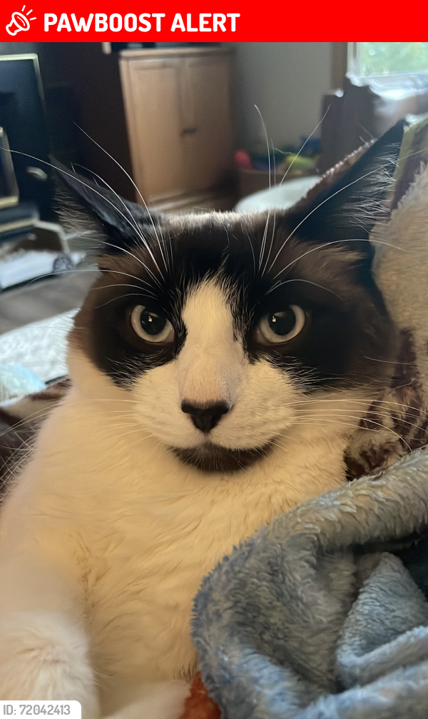 Lost Male Cat last seen Millers road/manor , Sherwood Park, AB T8A