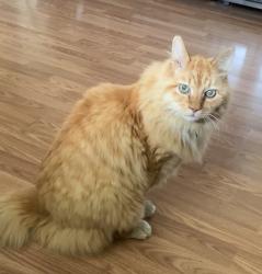 Lost Male Cat last seen NW 101st St, Vancouver, Vancouver, WA 98685