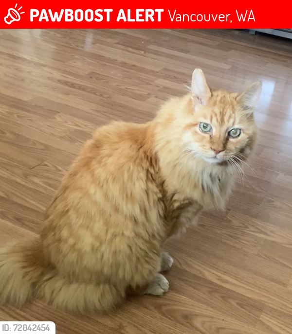 Lost Male Cat last seen NW 101st St, Vancouver, Vancouver, WA 98685