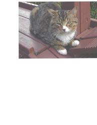 Lost Male Cat last seen Woodworth Park, Maple Drive, North Lima/Poland area, Poland, OH 44514