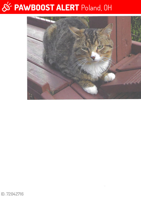 Lost Male Cat last seen Woodworth Park, Maple Drive, North Lima/Poland area, Poland, OH 44514