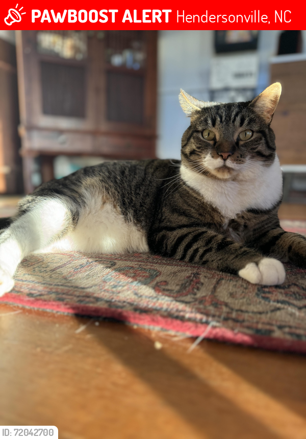 Lost Male Cat last seen South Rugby and Fairwinds Drive , Hendersonville, NC 28791