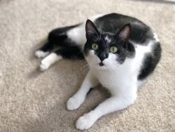 Lost Male Cat last seen Hillcrest Rd & Ventu Park Rd, Thousand Oaks, CA 91320