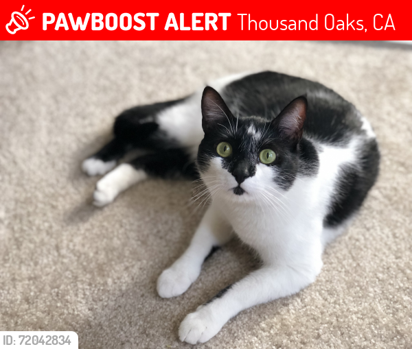 Lost Male Cat last seen Hillcrest Rd & Ventu Park Rd, Thousand Oaks, CA 91320