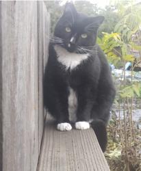 Lost Male Cat last seen Blossom Way Hayward, Hayward, CA 94541