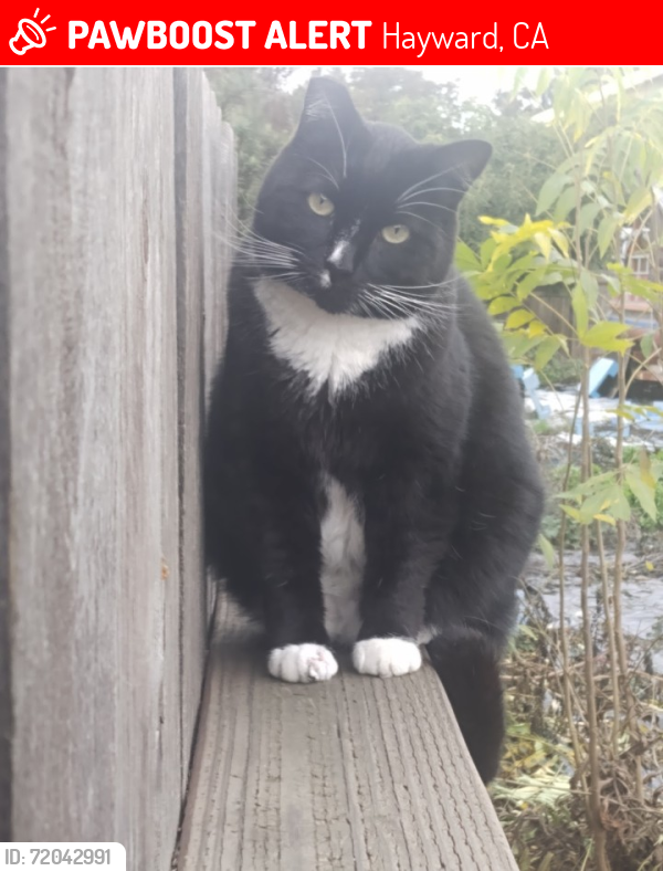 Lost Male Cat last seen Blossom Way Hayward, Hayward, CA 94541