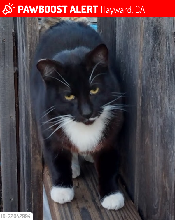 Lost Male Cat last seen Blossom Way Hayward, Hayward, CA 94541