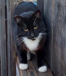 Lost Male Cat last seen Blossom Way Hayward, Hayward, CA 94541