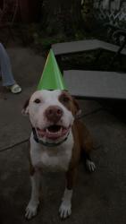 Lost Male Dog last seen 63rd Street, Des Moines, IA 50312