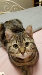 Lost Female Cat last seen wallings broadview hts., Broadview Heights, OH 44147