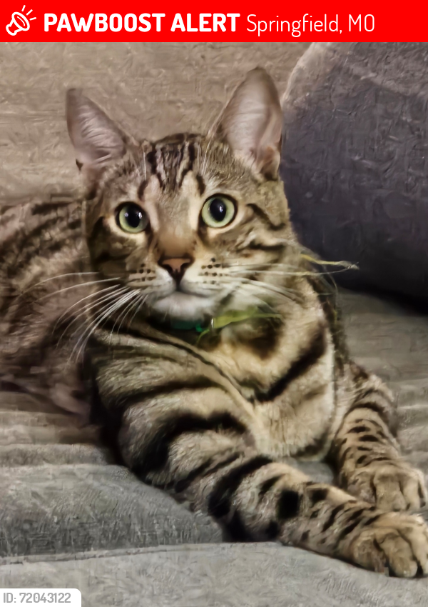 Lost Male Cat last seen Kansas Ave & Walnut lawn, Springfield, MO 65807