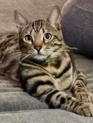Lost Male Cat last seen Kansas Ave & Walnut lawn, Springfield, MO 65807