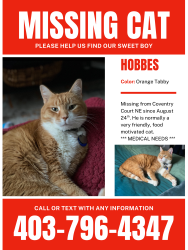 Lost Male Cat last seen Coventry Hills, Calgary, Calgary, AB T3K 5E9