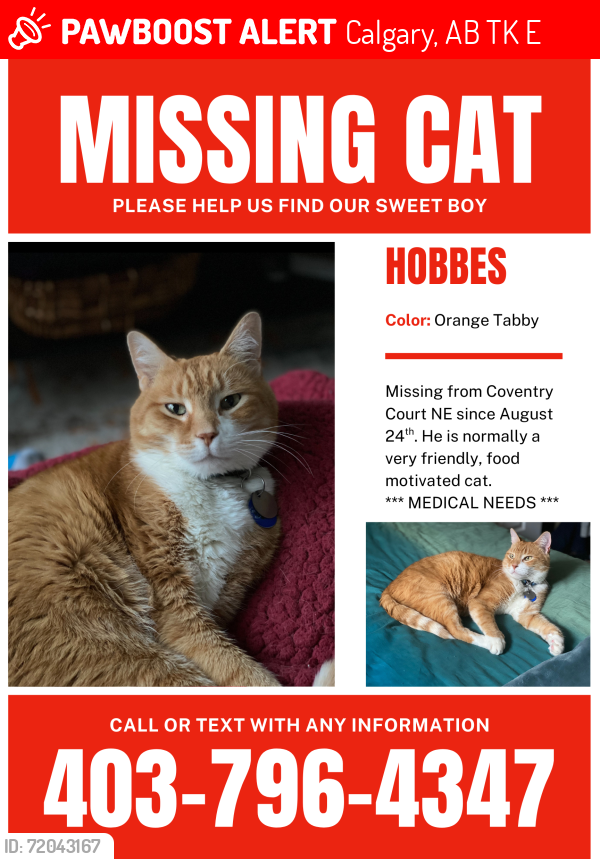 Lost Male Cat last seen Coventry Hills, Calgary, Calgary, AB T3K 5E9