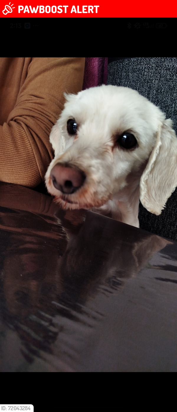Lost Female Dog last seen Plaza san jose , Paseos de la Pradera, Hgo. 42995