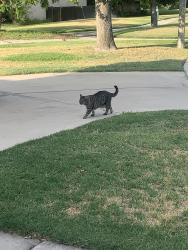 Lost Female Cat last seen Franklin Court San Bernardino Ca , San Bernardino, CA 92408