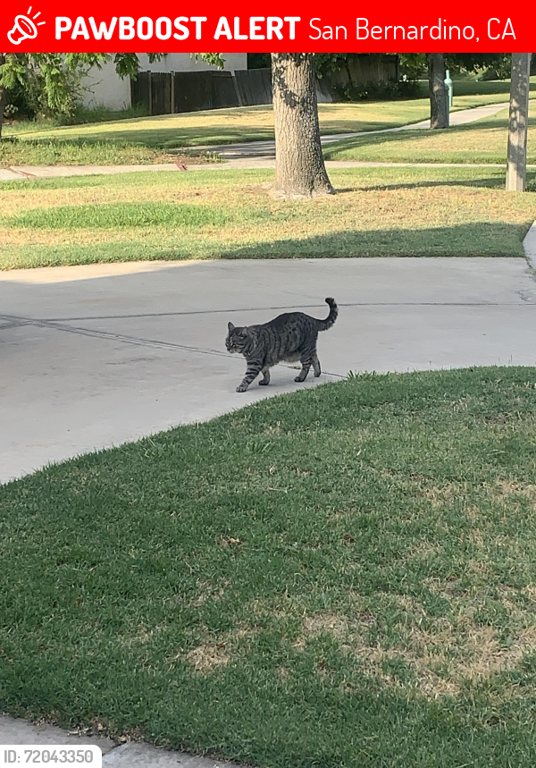 Lost Female Cat last seen Franklin Court San Bernardino Ca , San Bernardino, CA 92408