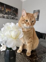 Lost Male Cat last seen Ingleside Dr & Pebble Vale Dr, Plano, TX 75075