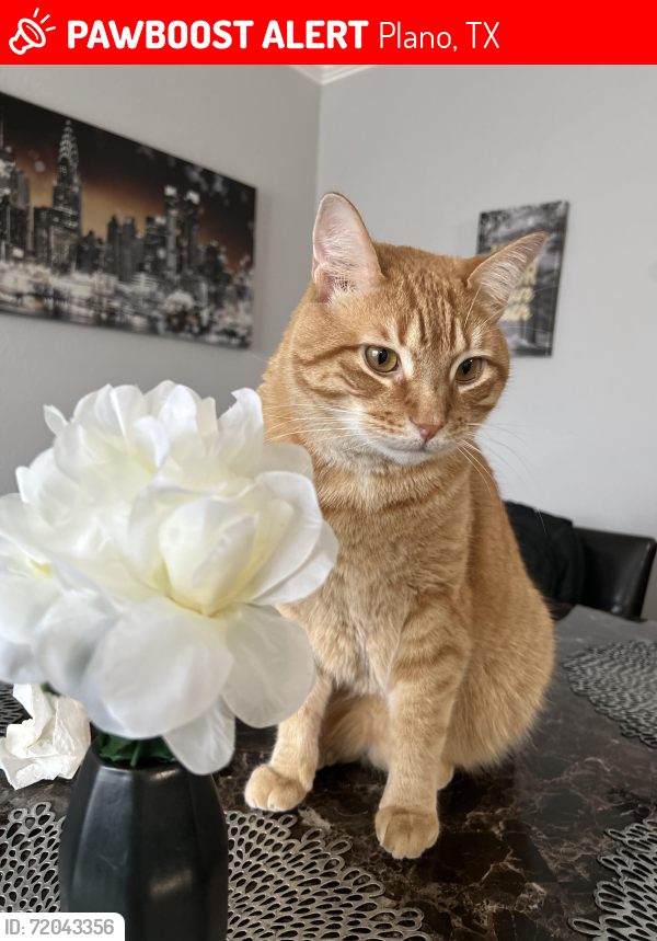 Lost Male Cat last seen Ingleside Dr & Pebble Vale Dr, Plano, TX 75075