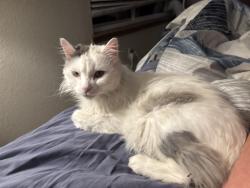 Lost Male Cat last seen Jordan and Cottonwood, Parker, CO 80134