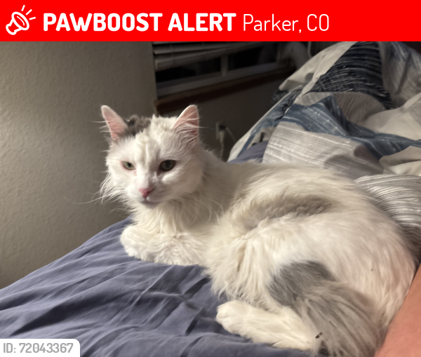 Lost Male Cat last seen Jordan and Cottonwood, Parker, CO 80134