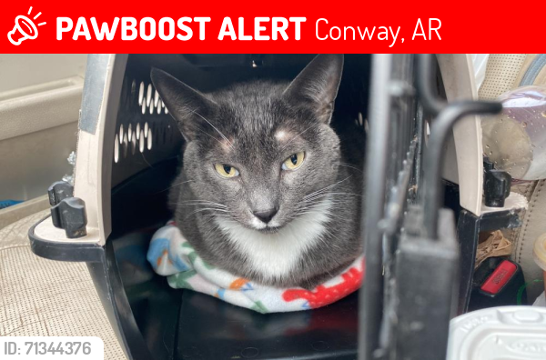 Lost Male Cat last seen Near william j clark dr conway ar, Conway, AR 72032