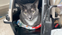 Lost Male Cat last seen Near william j clark dr conway ar, Conway, AR 72032