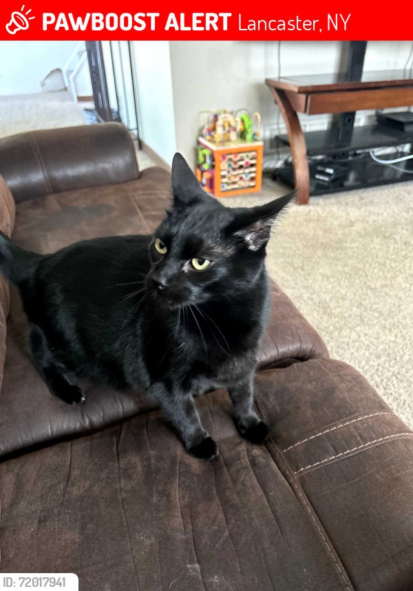 Lost Male Cat last seen Near Randolph Street Lancaster ny, Lancaster, NY 14086