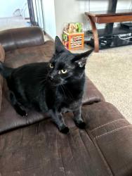 Lost Male Cat last seen Near Randolph Street Lancaster ny, Lancaster, NY 14086