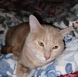 Lost Male Cat last seen Henry county, Hampton, GA 30228