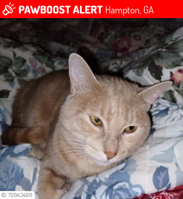 Lost Male Cat last seen Henry county, Hampton, GA 30228