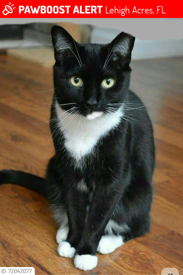 Lost Female Cat last seen Near Joel Blvd; into the woods between Jack's Market & Dollar General on Joel Blvd, Lehigh Acres, FL 33936