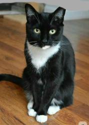 Lost Female Cat last seen Near Joel Blvd; into the woods between Jack's Market & Dollar General on Joel Blvd, Lehigh Acres, FL 33936