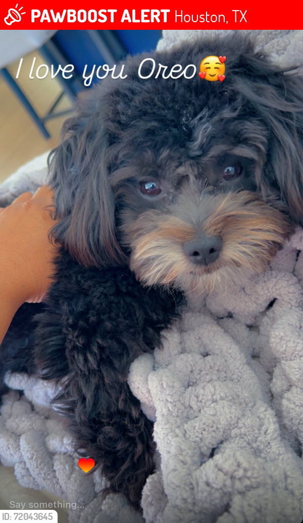 Lost Male Dog last seen Summit Canyon Dr and Roaring Bluffs Drive , Houston, TX 77095