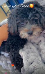 Lost Male Dog last seen Summit Canyon Dr and Roaring Bluffs Drive , Houston, TX 77095