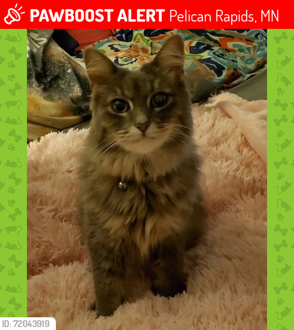 Lost Female Cat last seen Old Fergus Rd , Pelican Rapids, MN 56572