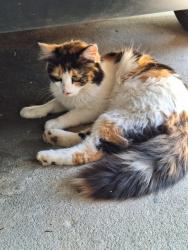 Lost Female Cat last seen Stratford Arms Drive and Beverly Hills Drive, Chamblee, GA 30341