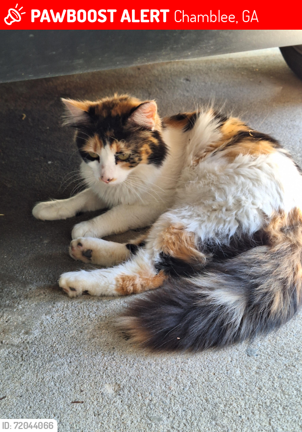 Lost Female Cat last seen Stratford Arms Drive and Beverly Hills Drive, Chamblee, GA 30341