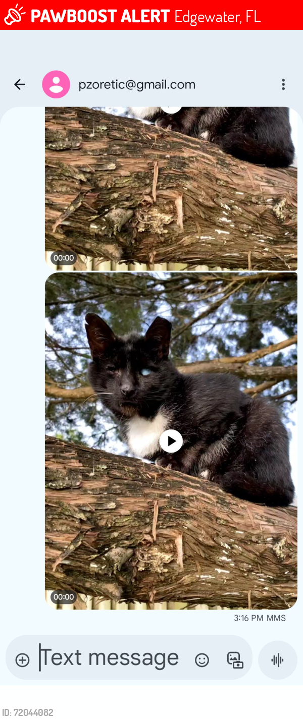 Lost Male Cat last seen Edgewater, FL, Edgewater, FL 32132