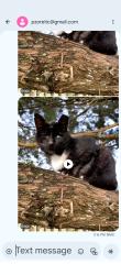 Lost Male Cat last seen Edgewater, FL, Edgewater, FL 32132