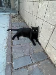 Lost Female Cat last seen Nellie and Sahara, Las Vegas, NV 89142