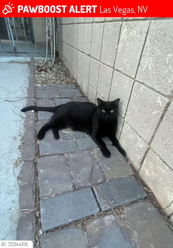 Lost Female Cat last seen Nellie and Sahara, Las Vegas, NV 89142