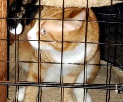 Lost Male Cat last seen Goodwood Blvd and Havenwood Dr across from Christa McAuliffe Center, Baton Rouge, LA 70815
