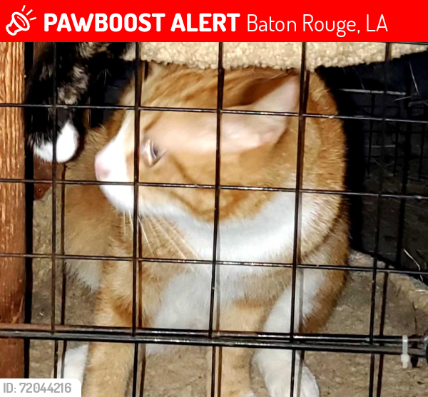 Lost Male Cat last seen Goodwood Blvd and Havenwood Dr across from Christa McAuliffe Center, Baton Rouge, LA 70815