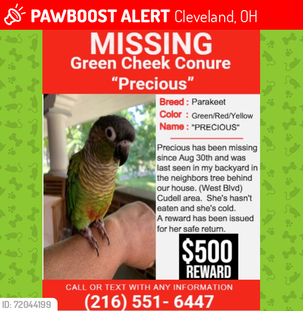 Lost Female Bird last seen West Blvd/101st street (Backyard area in the trees), Cleveland, OH 44102